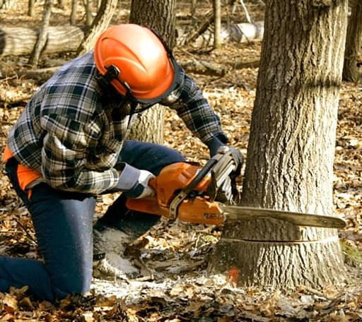 Tree Removal in Bluffton, AR